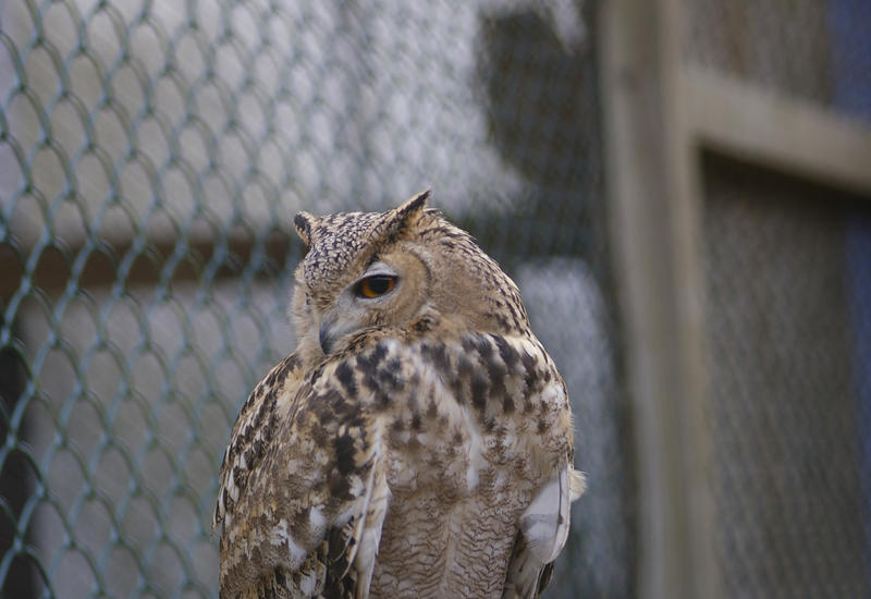 a horned or eagle owl