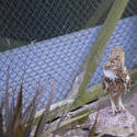 830-eagle owl