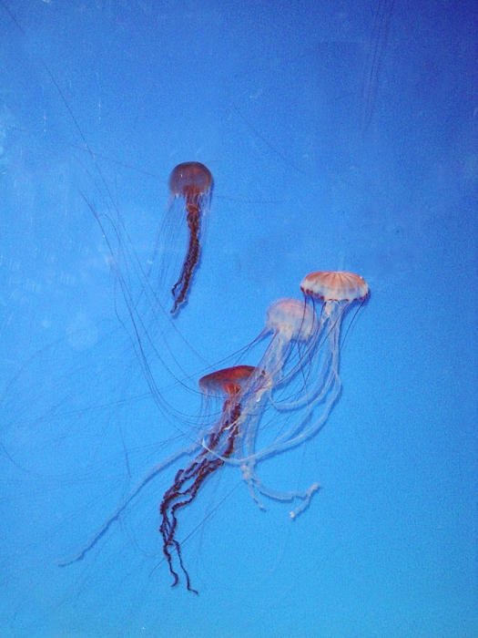jelly fish underwater