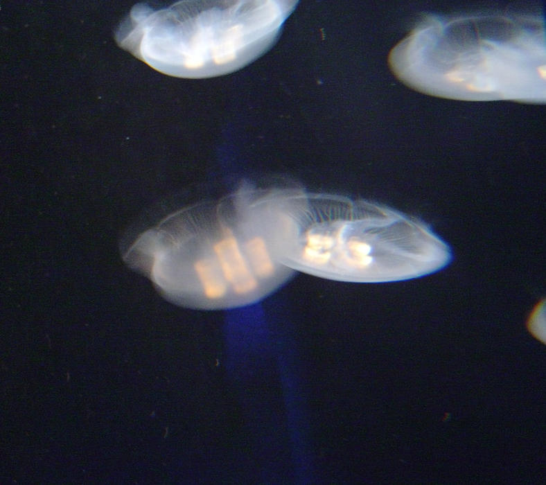 jelly fish underwater