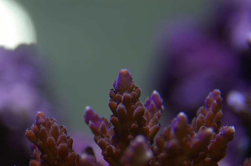 colourful purple and blue display of juvenile staghorn corals