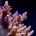 1204-juvanile_staghorn_coral1426.jpg