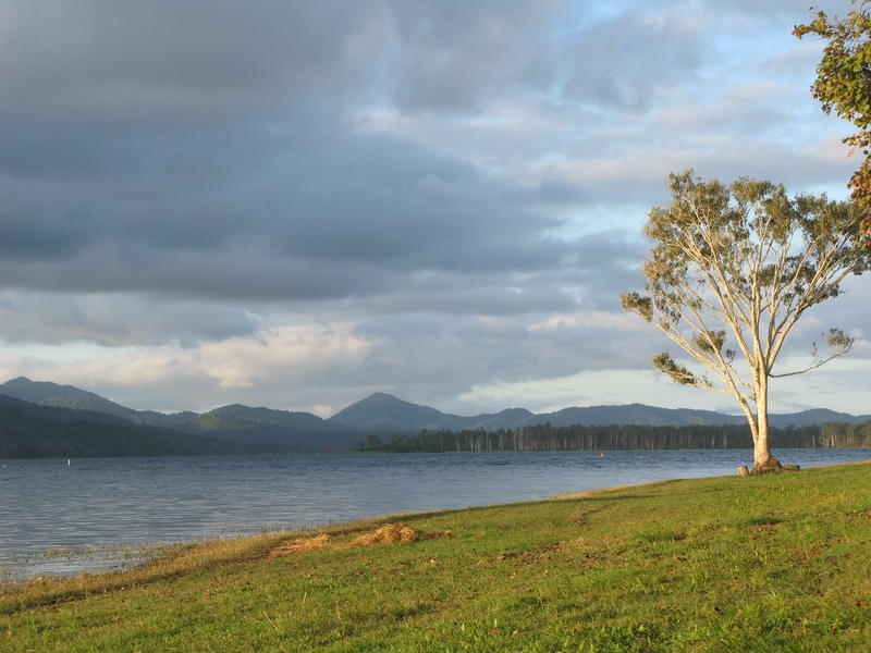 a lone tree on the banks of lake tinaroo, queensland, australia