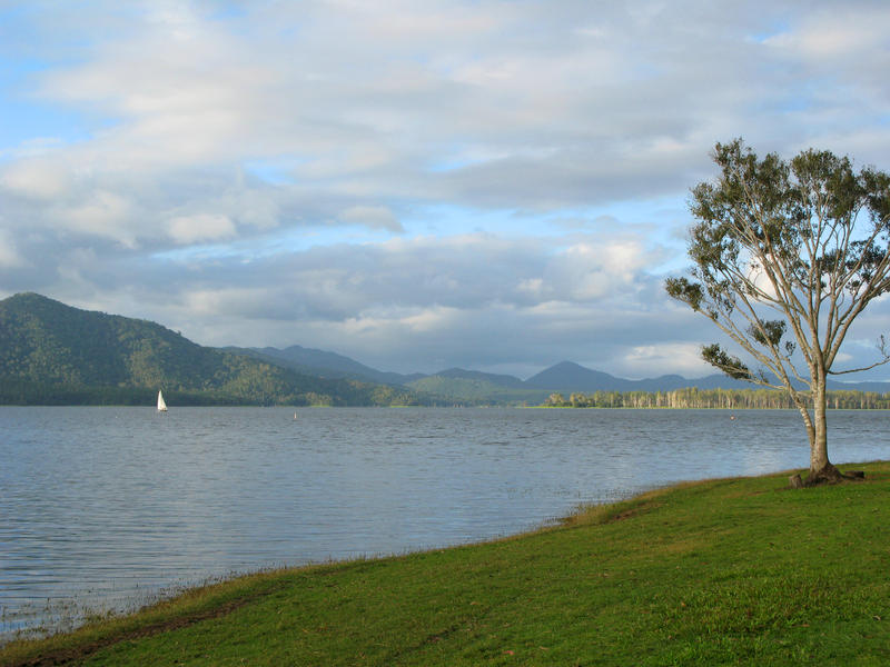 a lone tree on the banks of lake tinaroo, queensland, australia