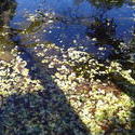 893-leaves_on_a_pond_02184.JPG