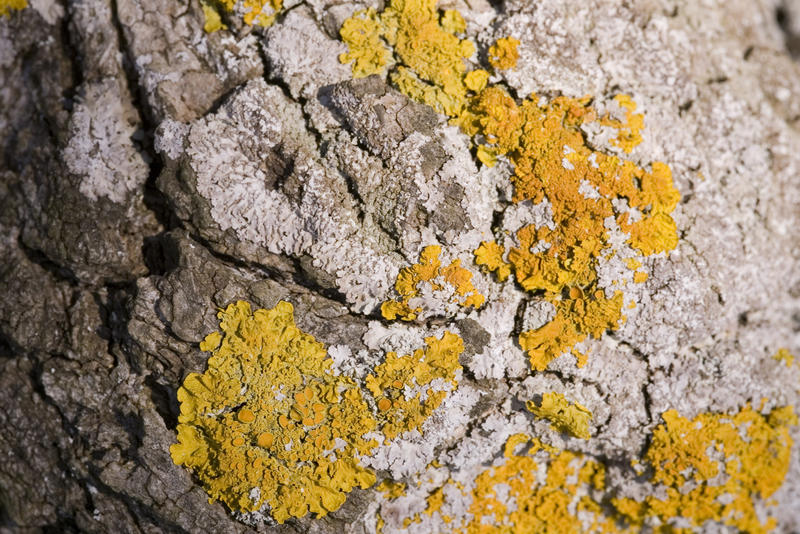 a weathered stone covered in colourful yellow lichen