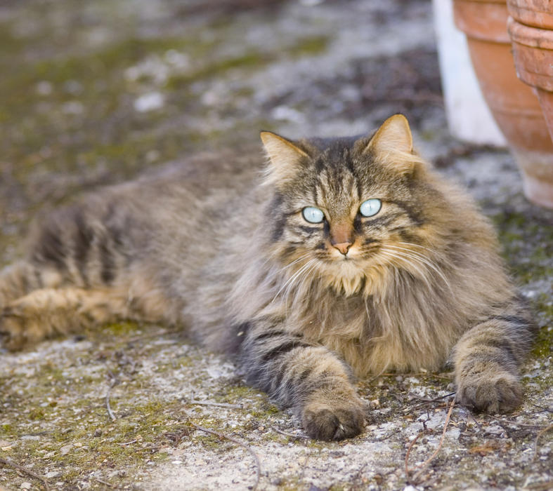 a domestic cat with blue eyes and long hair