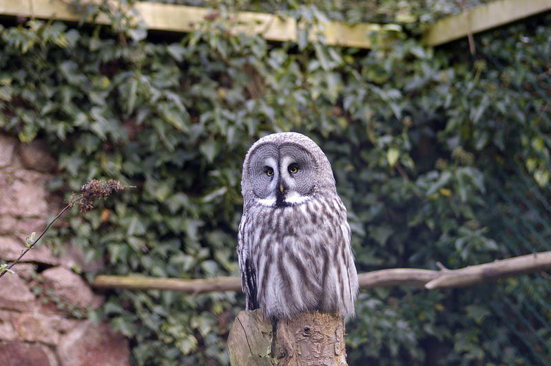 a masked owl perched on a log
