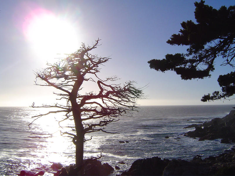 trees on the monterey coast, california, usa