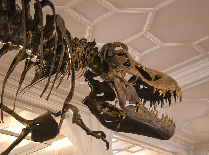 a t-rex dinosaur skeleton in a museum