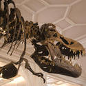 808-museum_dinosaur_2427.jpg