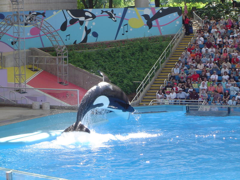 a captive orca or killer whale