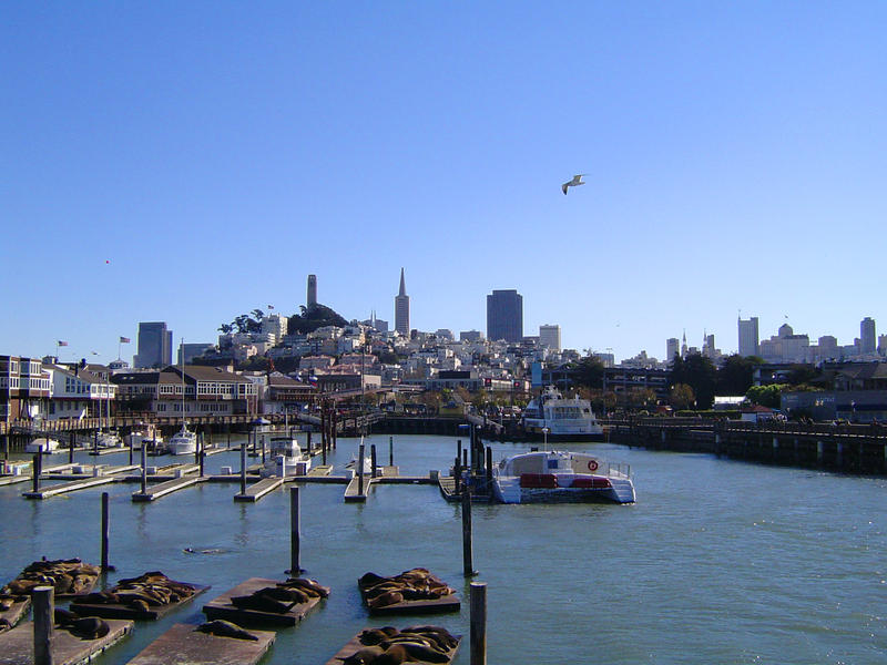 famous seals in sancfancisco bay, near pier 39 and fishermans sharf