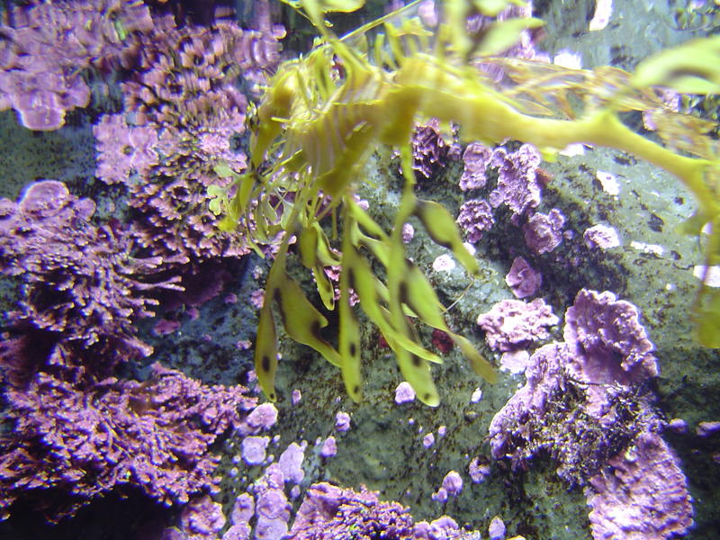 seaweed and purple corals