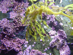 874-purple_corals_02095.JPG