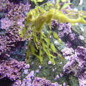 874-purple_corals_02095.JPG