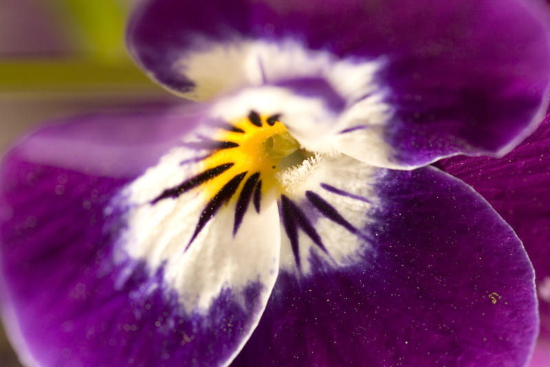 pretty flowers - purple pansy violets