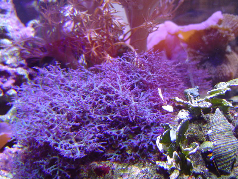 a vivid display of purple soft coral growth