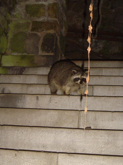 image of a raccoon captured at night