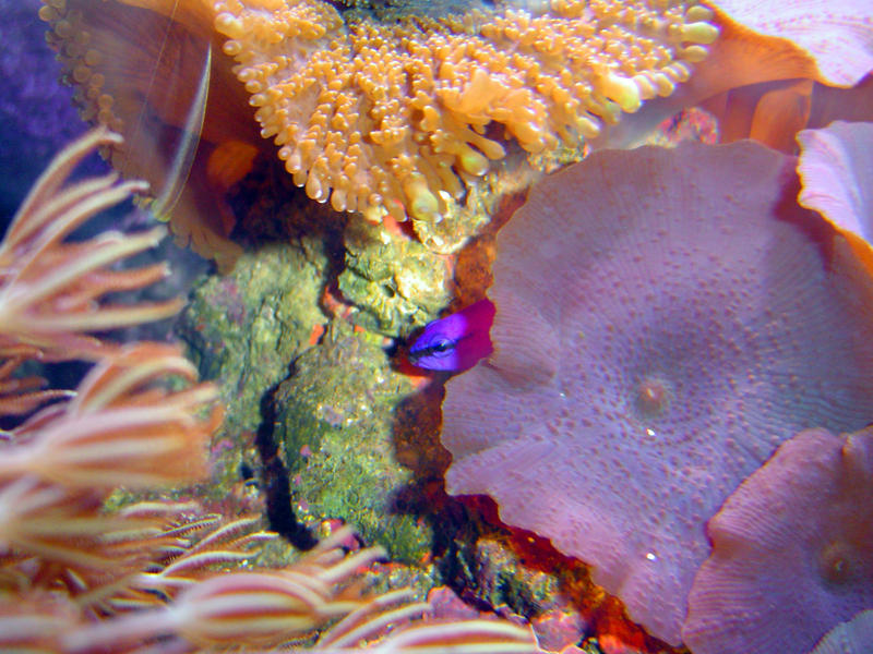 details of a red mushroom disc coral, Actinodiscus, also known as a flower coral anemone