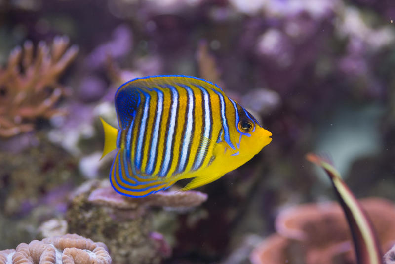 distinctive yellow and blue stripes of a yellow angel fish