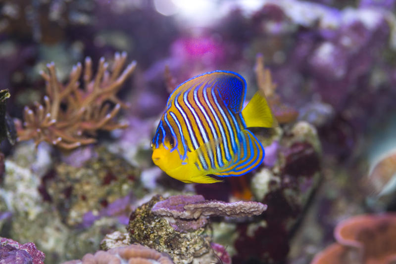 distinctive yellow and blue stripes of a yellow angel fish