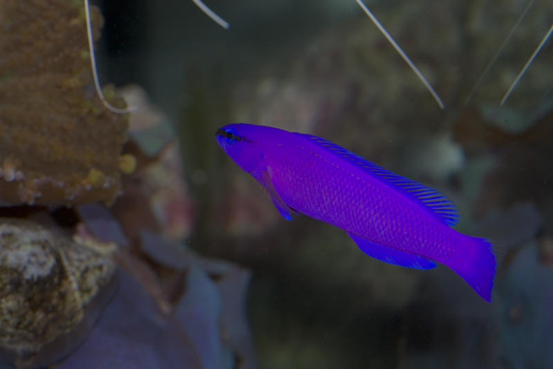 colourful saltwater tropical fish