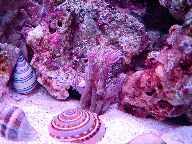 a selection of shells in an aquarium