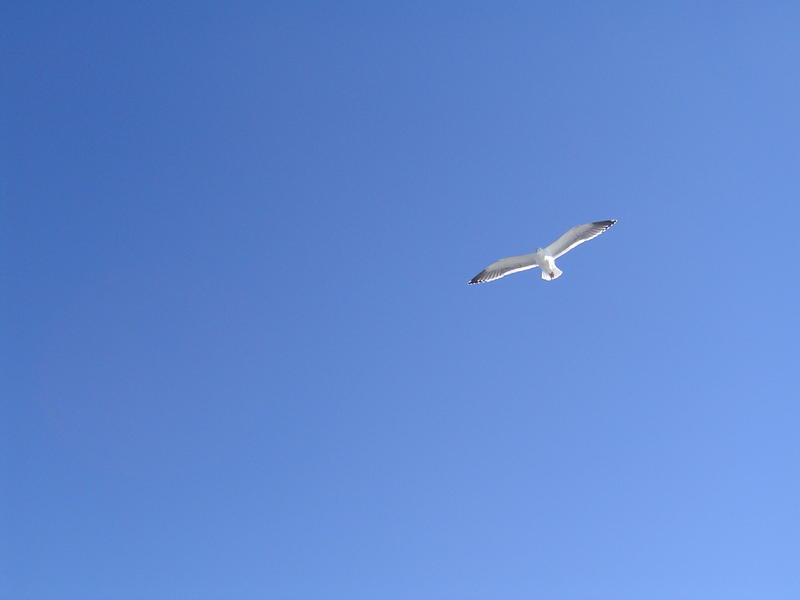blue sky and coastal birds