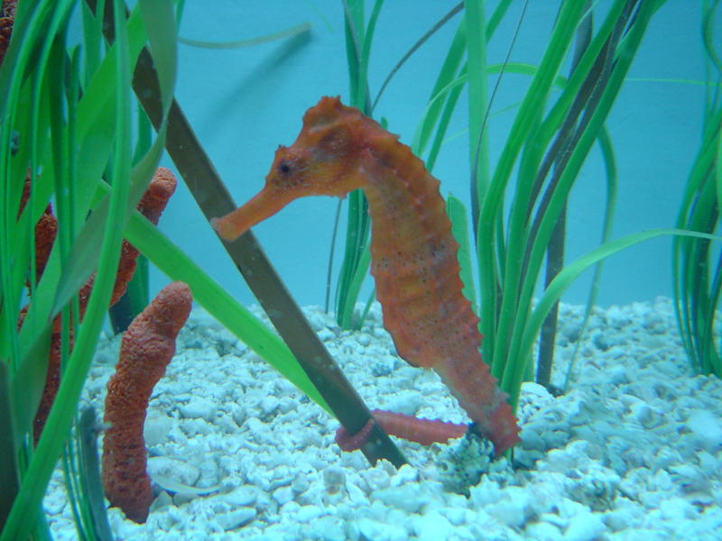 an orange seahorse (Hippocampus) in an aquarium