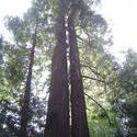 894-sequoia_forest_02019.JPG
