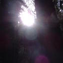 898-sequoia_forest_02024.JPG