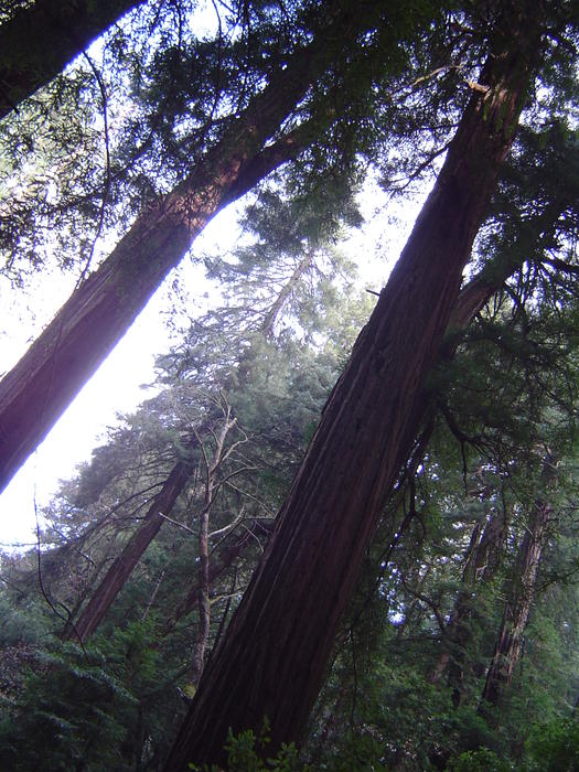 tall redwood tree sequoia forest, california, USA