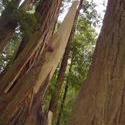 901-sequoia_forest_02037.JPG