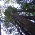 902-sequoia_forest_02039.JPG