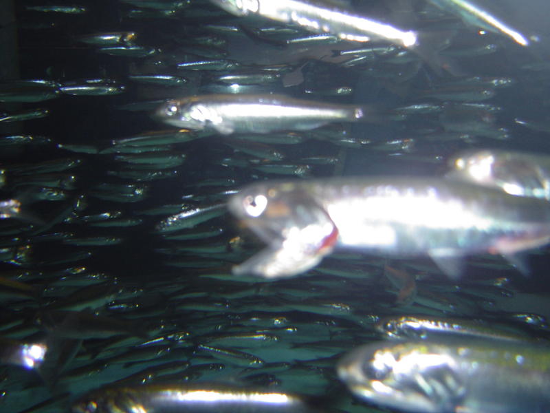 a school of silfer ribon fish underwater