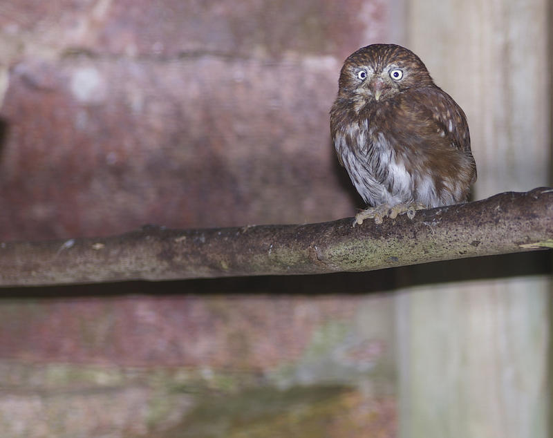 a small timid looking owl