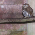 835-small owl
