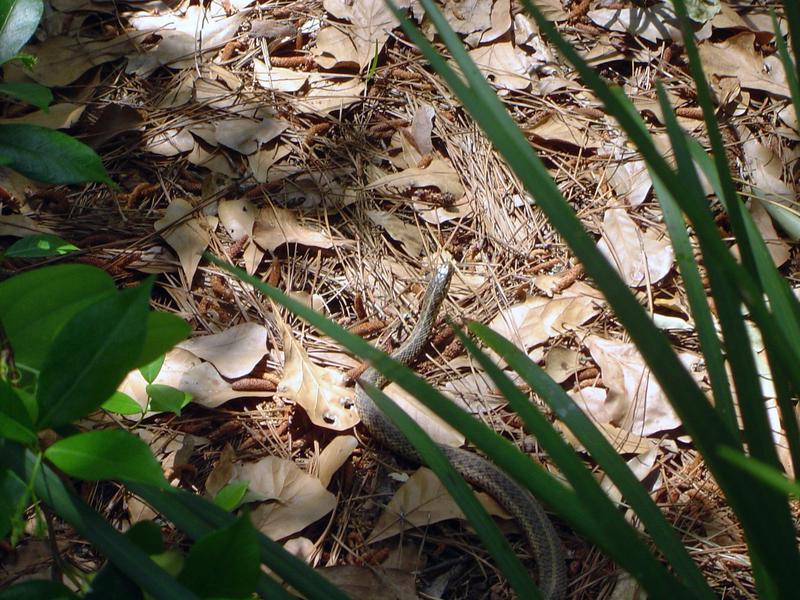 a brown snake in the undergrowth