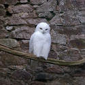 836-snowy owl