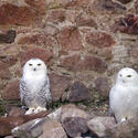 837-snowy owl