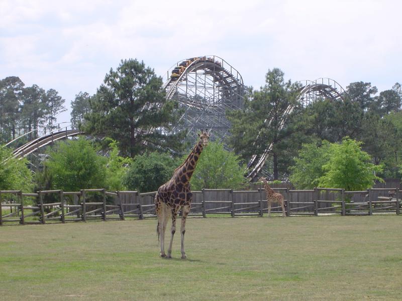 themepark zoo tour, a giraffe and rollercosater