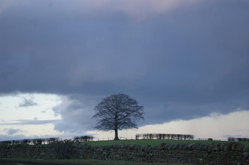 winter trees and rolling english hills