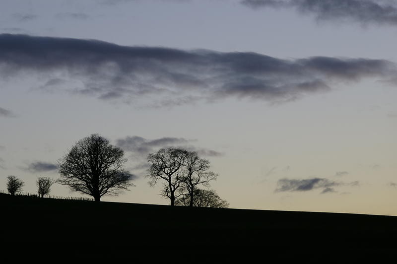 winter trees and rolling english hills