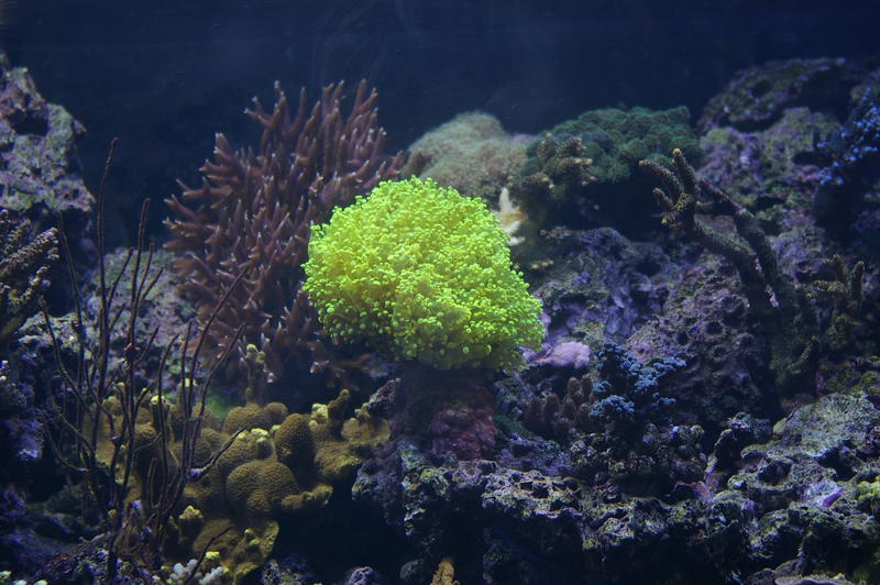 a vivid green display of soft frogspawn and other corals