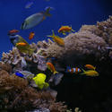 1257-tropical_saltwater_aquarium_1013.JPG
