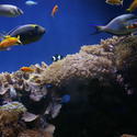 1258-tropical_saltwater_aquarium_1014.JPG