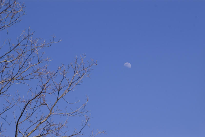 winter moon in a blue sky