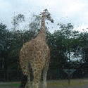 673-zoo_giraffe_tall_01135.jpg