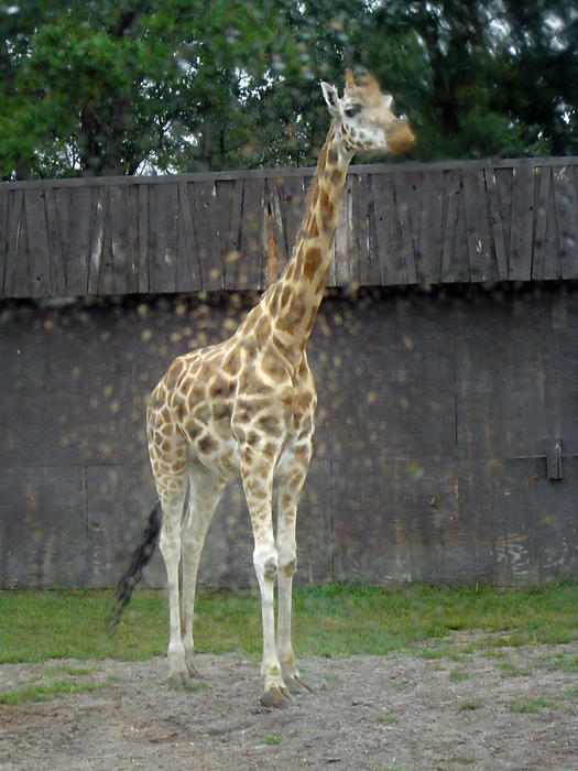 giraffe image snapped on a zoo tour on a wet day